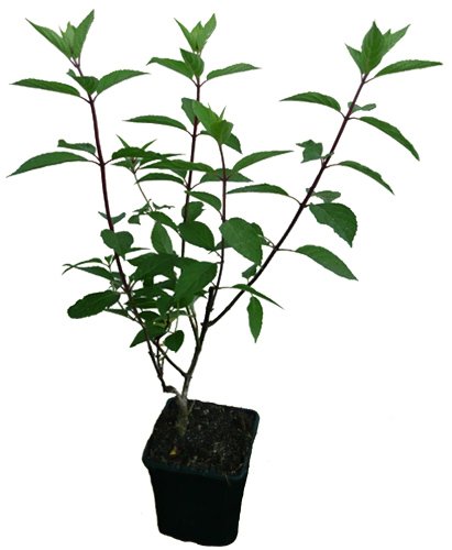 4 x Rispenhortensien Pflanzen SET Hortensien Neuheiten - PINKY WINKY - LIMELIGHT - BOBO - VANILLE FRAISE
