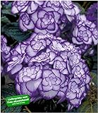 BALDUR Garten Winterharte Freiland-Hortensie Miss Saori Blue® 1 Pflanze Hydrangea