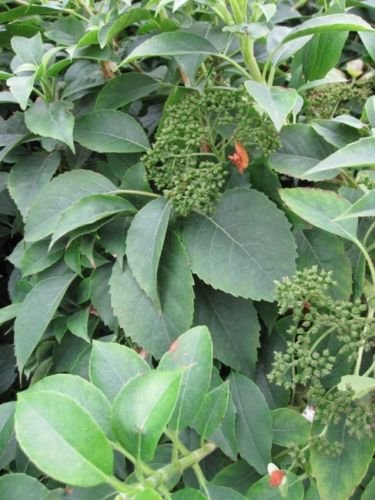 Hydrangea semiola - immergrüne Kletterhortensie (Gartenhortensie)