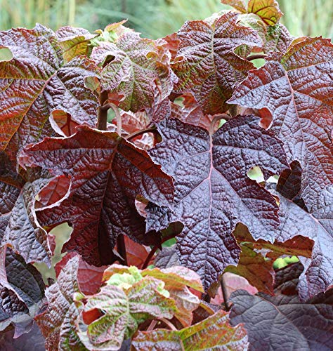 Eichenblättrige Hortensie Ruby Slippers 30-40cm - Hydrangea quercifolia - Gartenpflanze