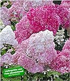 BALDUR Garten Freiland-Hortensie Vanille Fraise® im 2-Liter, 1 Pflanze, Hydrangea paniculata