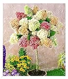 BALDUR Garten Hortensien-Stämmchen 'Grandiflora', 1 Pflanze, Hydragena paniculata grandiflora Zierstämmchen winterhart Gartenhortensie, pflegeleicht, blühend