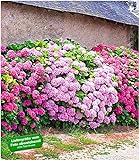 BALDUR Garten Freiland-Hortensien-Hecke 'Pink-rosé',3 Pflanzen, Rosa Bauernhortensie, Hydrangea Gartenhortensie winterhart blühende Hecken